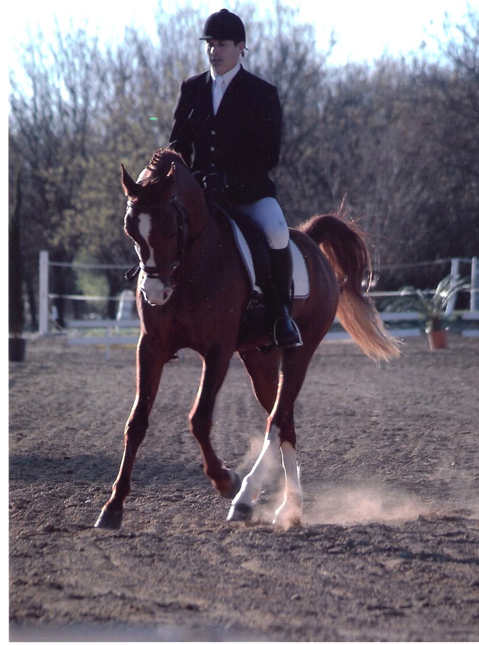 gandalf en dressage