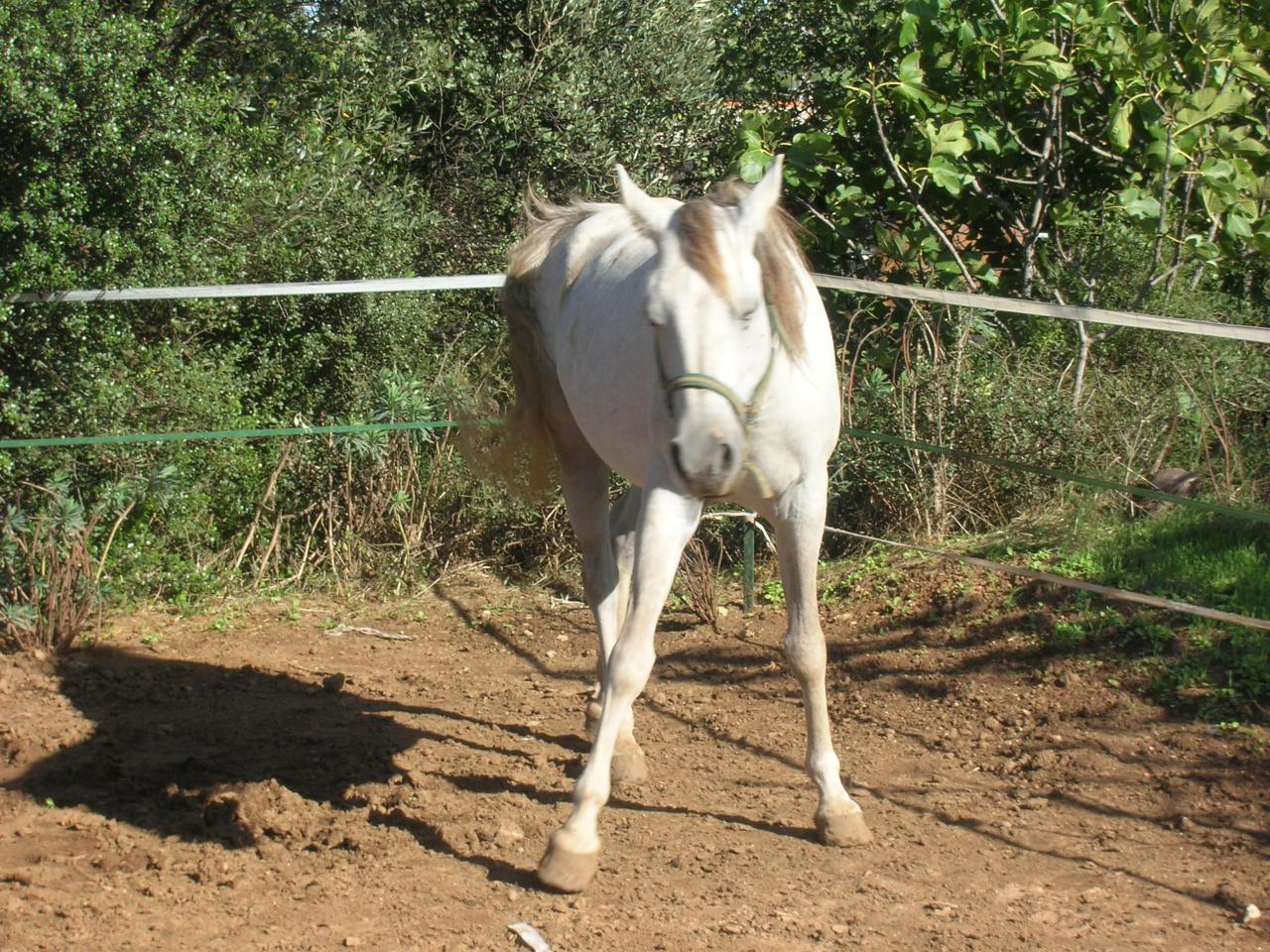 sham bouhkara saillie par viersen k