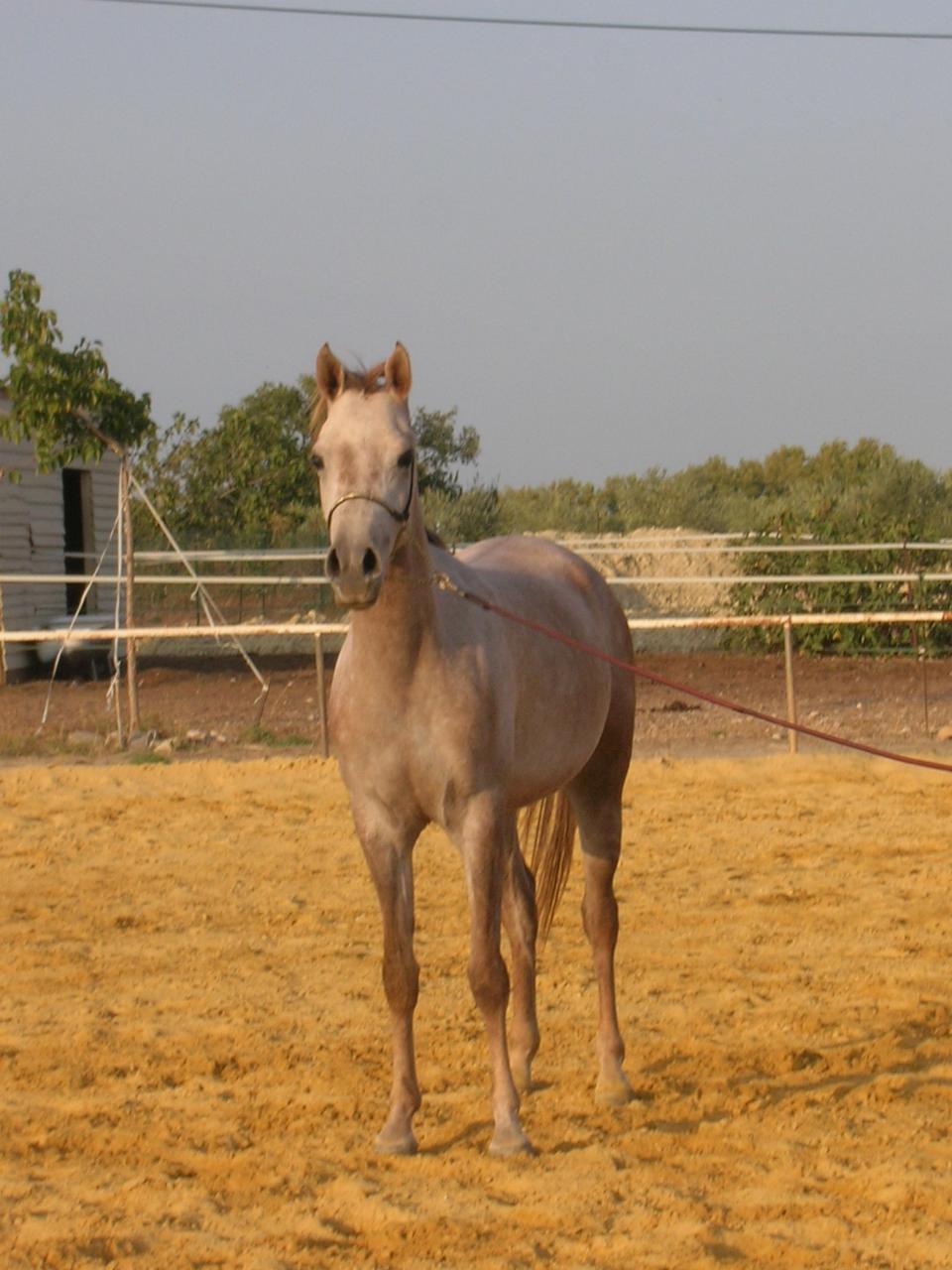 SHALIMA DU CRES