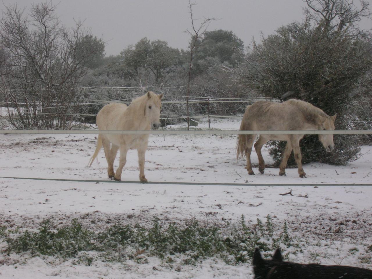 SOUS LA NEIGE