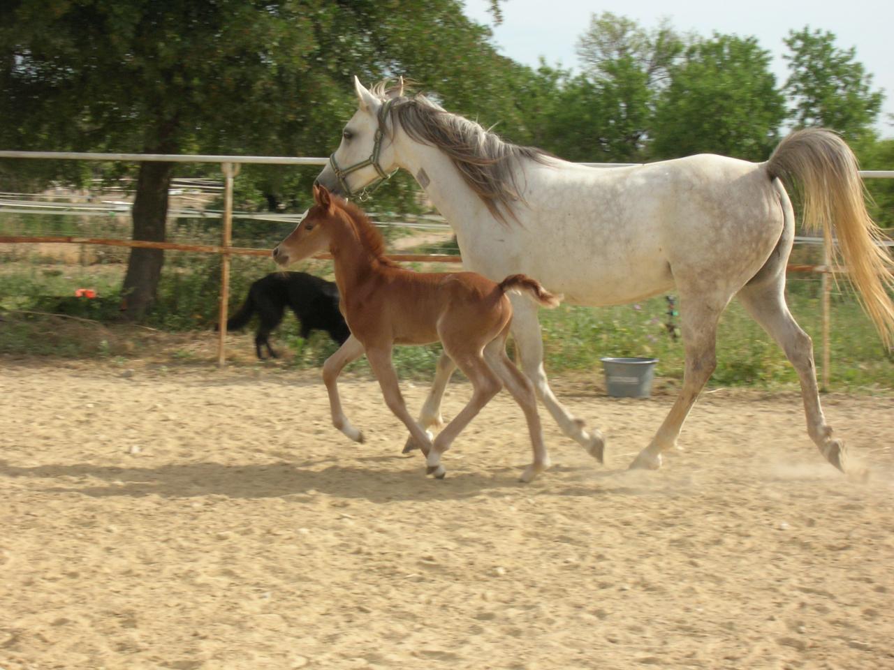 SHAM BOUHKARA ET SUN DAY DU CRES